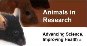 Animal research. Are mice the best tool to study addiction?